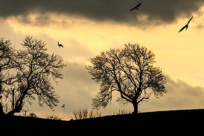 Wild Winter's evening on the Welsh / Herefordshire border.&nbsp; Red Kites having a last look for any food.
